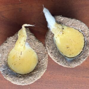 ready to light panchagavya vilakku